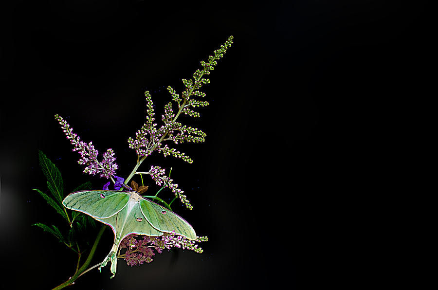 HD wallpaper united states palm desert moth luna moth insect plant   Wallpaper Flare