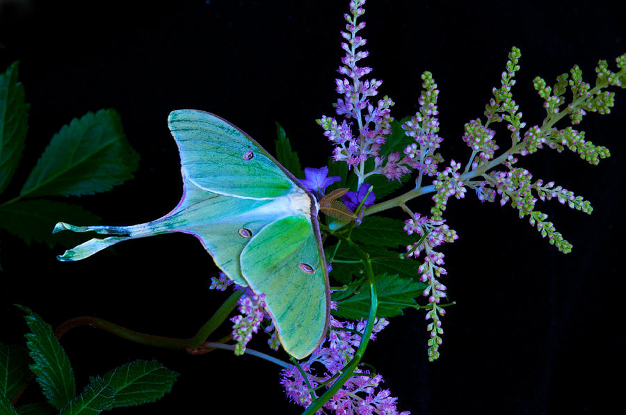 Luna Moth Astilby Flower Black Photograph by Randall Branham - Pixels