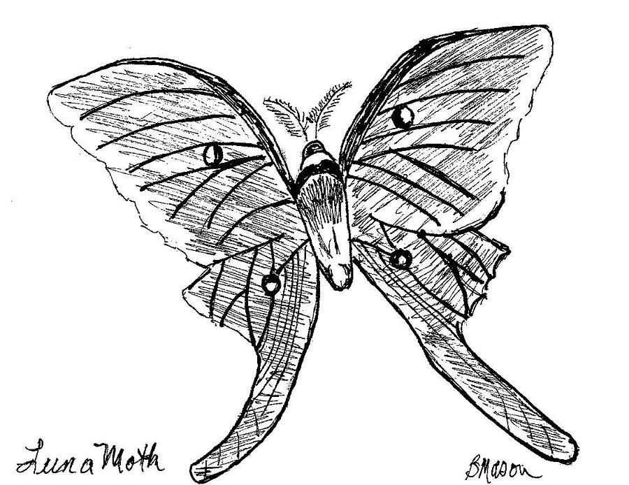 Luna Moth Drawing by Becky Mason Pixels