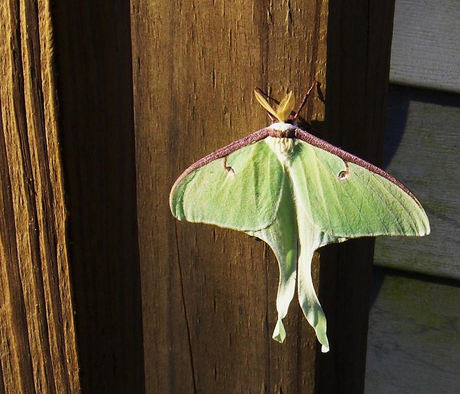 Insects Photograph - Luna Moth by Bob Jones