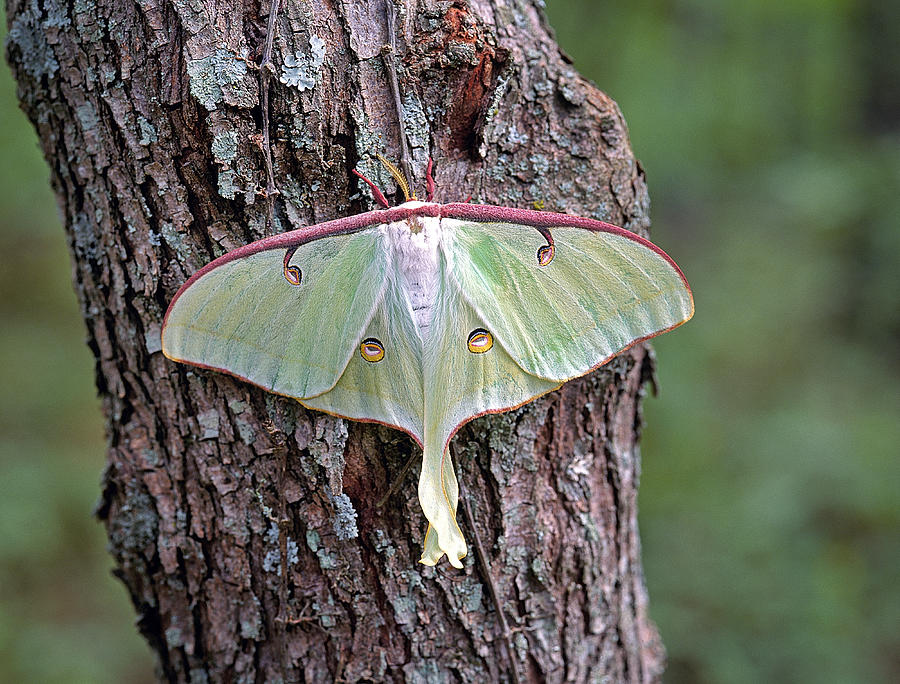 Luna Moth Photograph by Buddy Mays