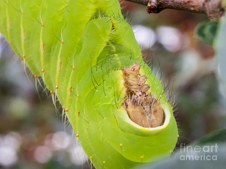 Luna Moth Caterpillar 3 Photograph By Jon Munson Ii