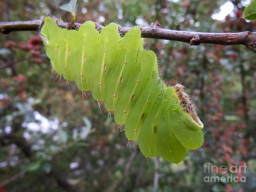 Luna Moth Caterpillar 4 Photograph By Jon Munson Ii