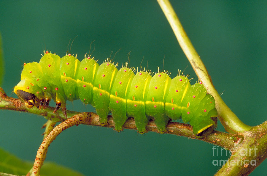 Luna Moth Caterpillar Photograph By David N Davis