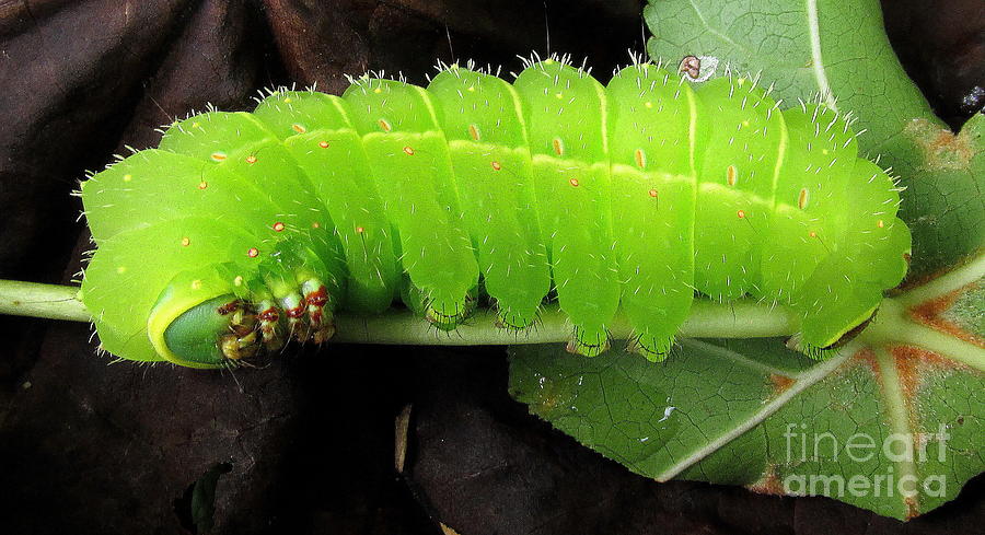 Luna Moth Caterpillar Photograph By Joshua Bales