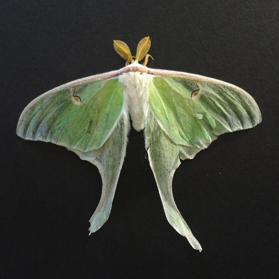 Luna Moth Photograph by Catherine Arcolio