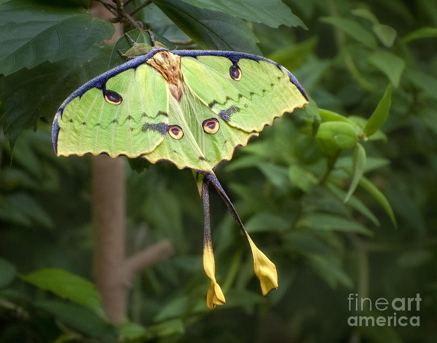 Butterfly Photograph - Luna Moth by Claudia Kuhn