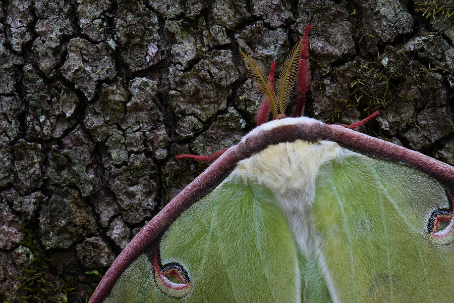 Luna Moth Detail Photograph by Daniel Reed