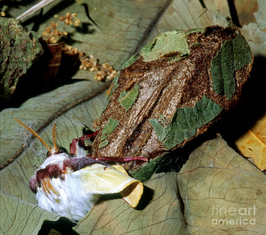 Wildlife Photograph - Luna Moth Emerging From Cocoon by Millard H. Sharp