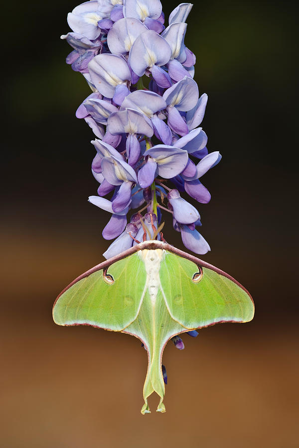 Luna Moth Female Photograph by Jeffrey Lepore