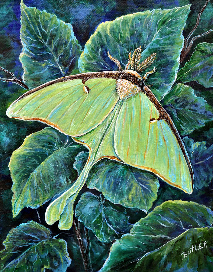 Luna Moth Painting by Gail Butler
