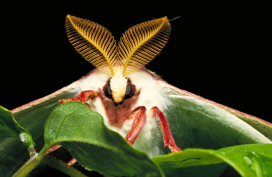 Luna Moth Photograph By John Mitchell