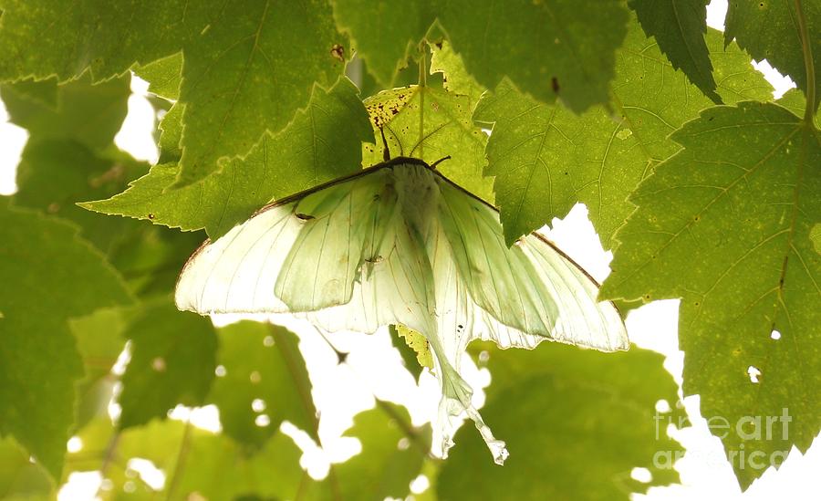 Luna Moth Photograph by Kerri Mortenson