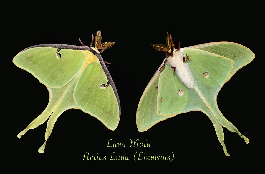 Luna Moth Photograph by Kristin Elmquist