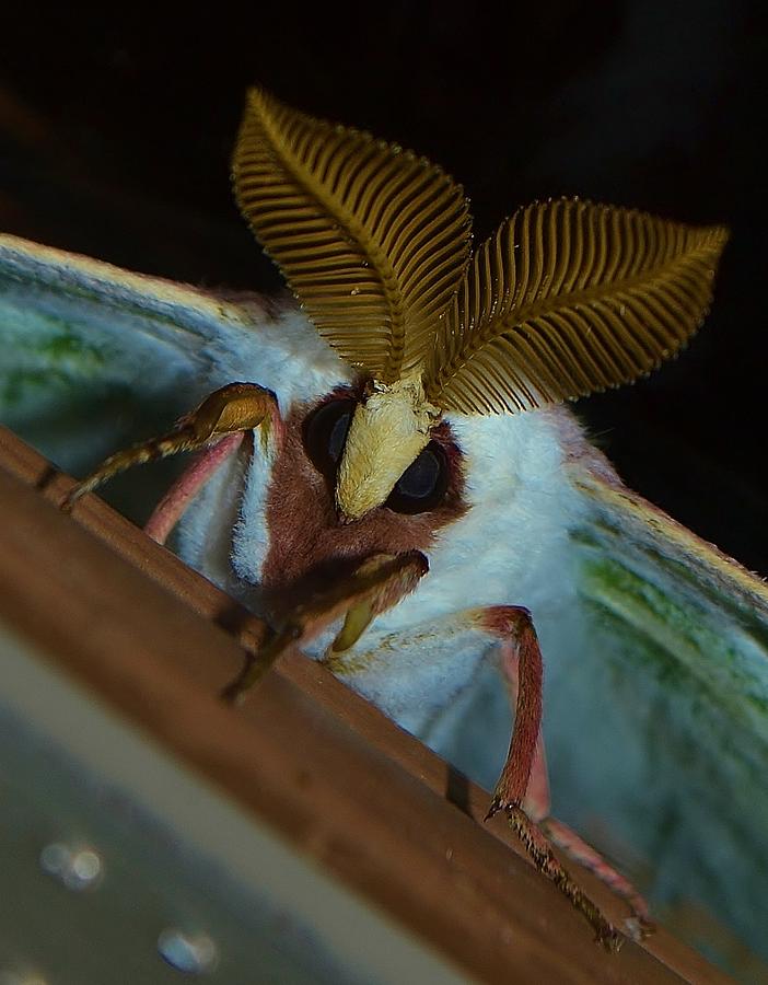 Luna Moth Macro Photograph By Stephanie Dewitt