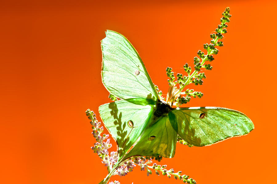 Luna Moth on Astilby orange back Ground Photograph by Randall Branham ...