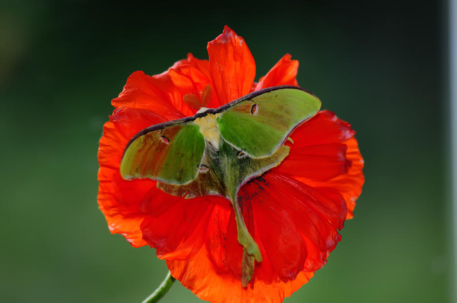 Luna Moth orange poppy green Bg Photograph by Randall Branham - Pixels