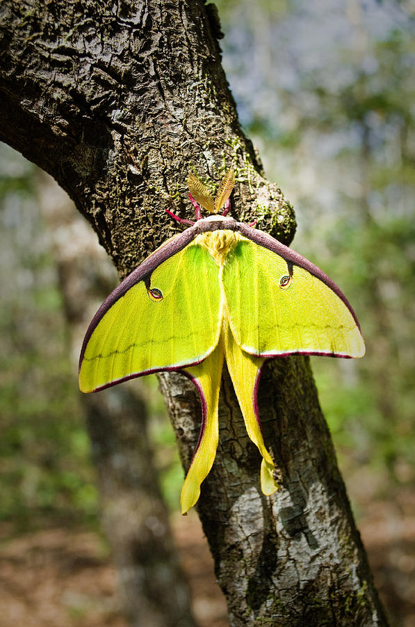 Nature Photograph - Luna Moth by Richard Leighton