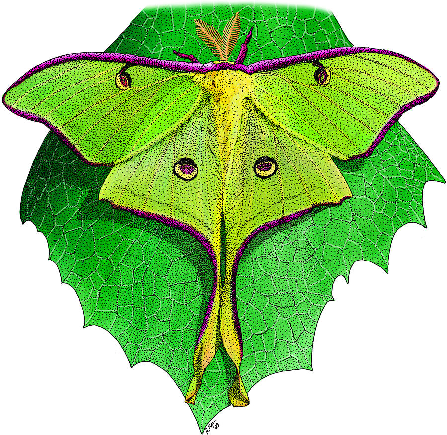 Luna Moth Photograph by Roger Hall