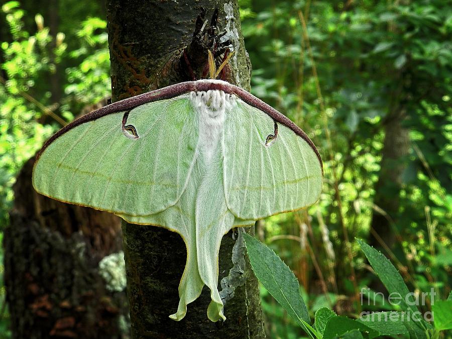 Nature Photograph - Luna Moth by Sharon Woerner