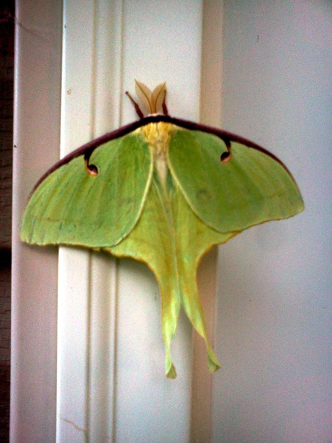 Luna Moth Photograph by Stacy C Bottoms