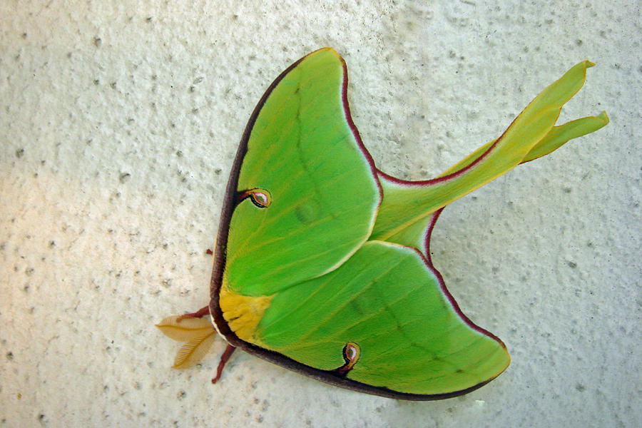 Luna Moth Photograph by Susan Duda
