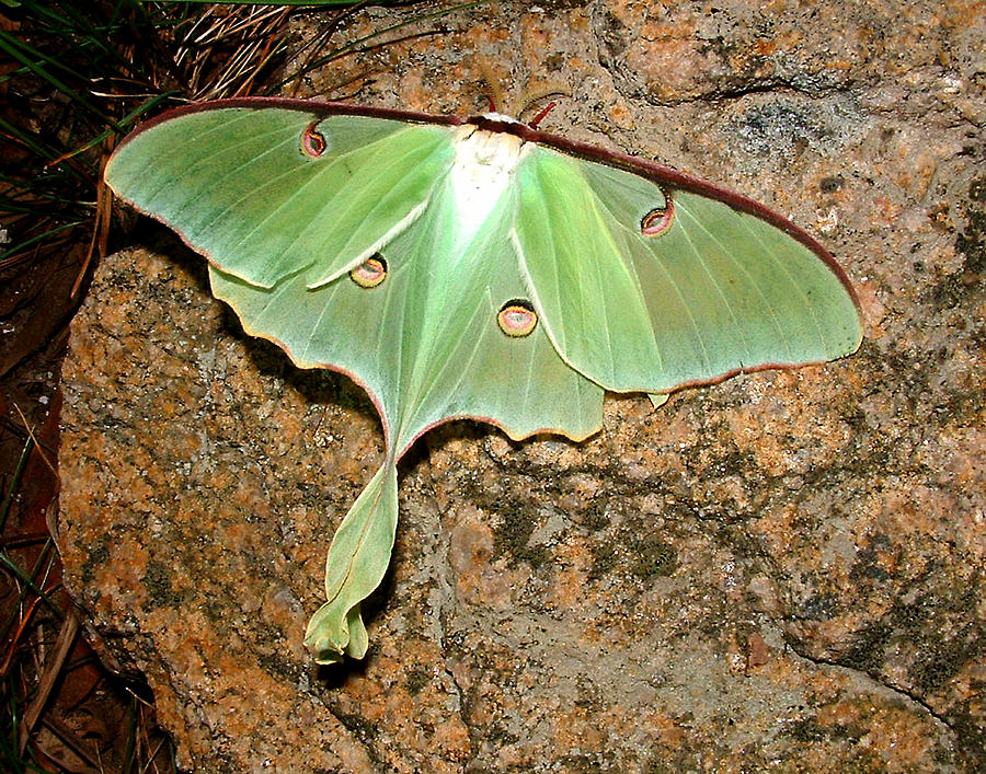 Butterfly Photograph - Luna Moth by Tanya Hamell