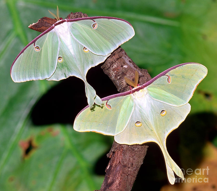 Luna Moths Photograph by Millard H. Sharp