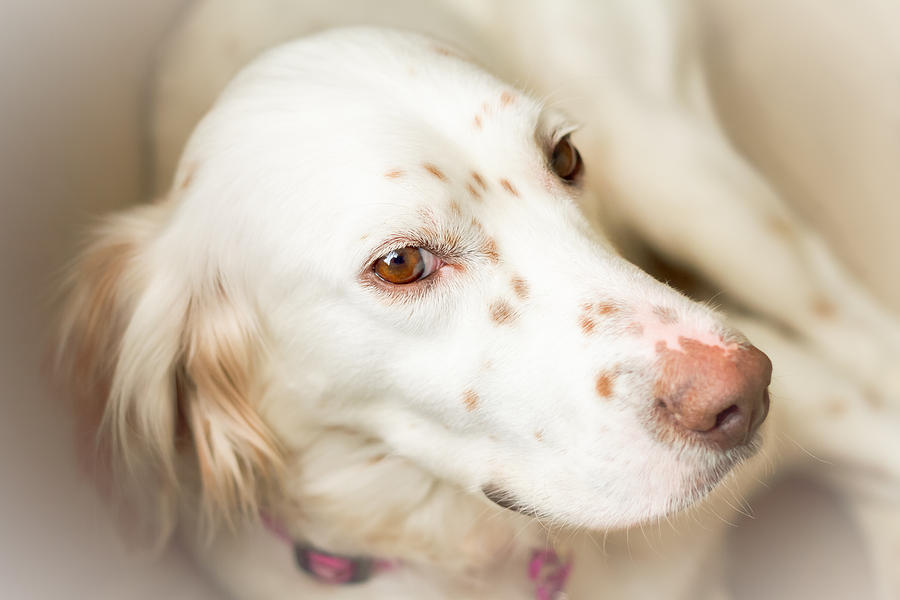 Luna the English Setter Photograph by Brian Caldwell