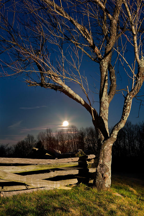 Tree Photograph - Lunar Landing - Blue Ridge Parkway by Dan Carmichael