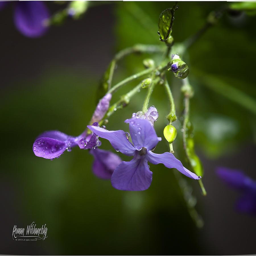Lunaria annua by Roman Wilshanetsky Lunaria annua by Roman Wilshanetsky