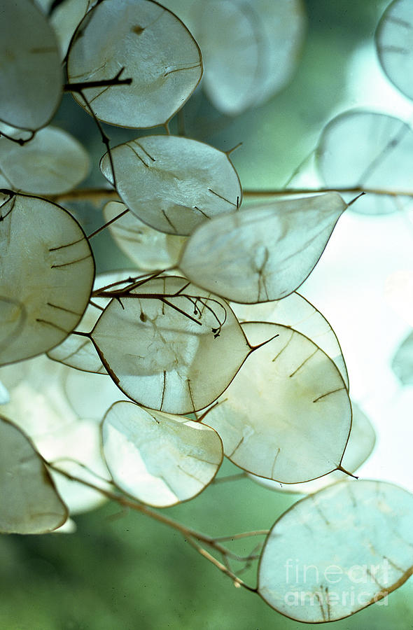 Nature Photograph - Lunaria Money Plant by Addie Hocynec