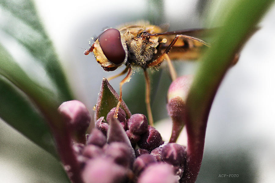 Insects Photograph - Lunch by Ann-Charlotte Fjaerevik