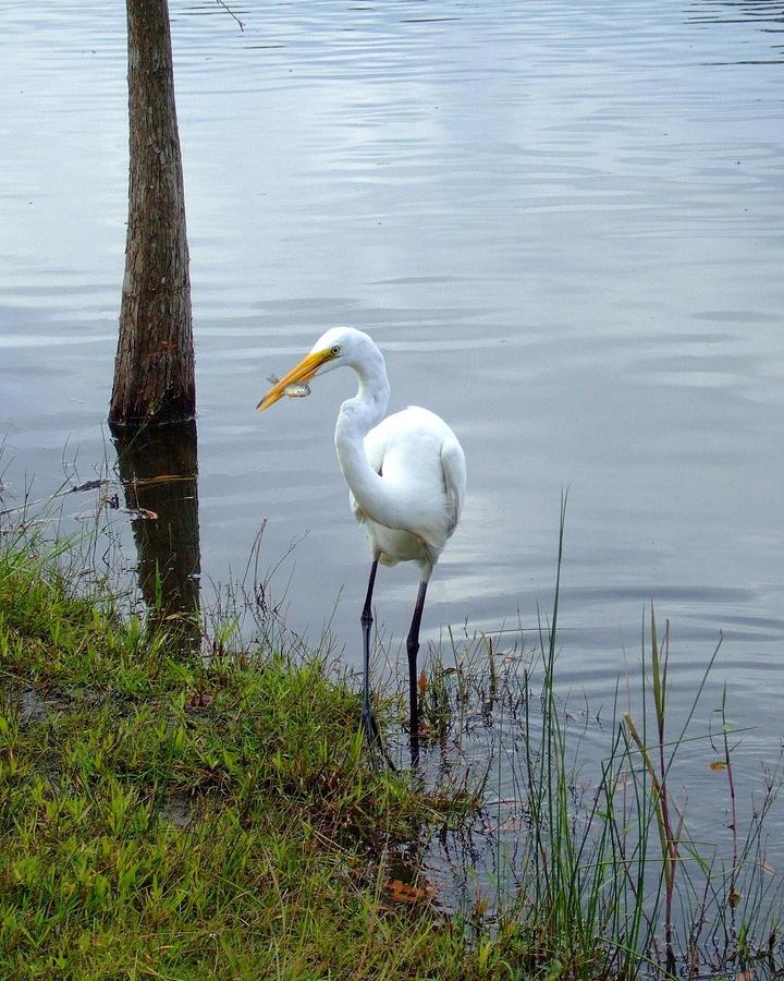 Lunch For A White Heron Photograph by Bob Sample