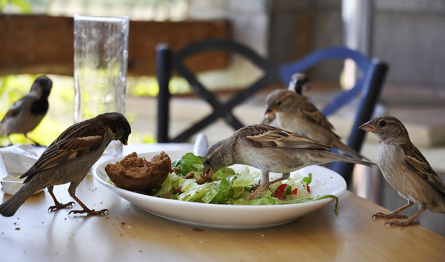 Lunch Photograph by Dubi Roman