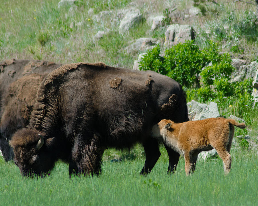 Lunch for Buffalo Calf Photograph by Greni Graph