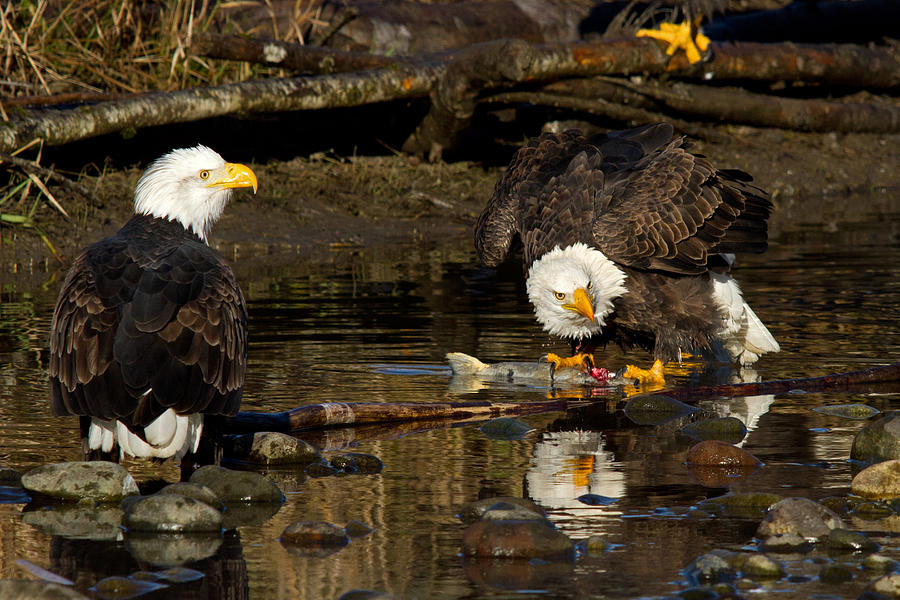 Lunch Reflection Photograph by Shari Sommerfeld