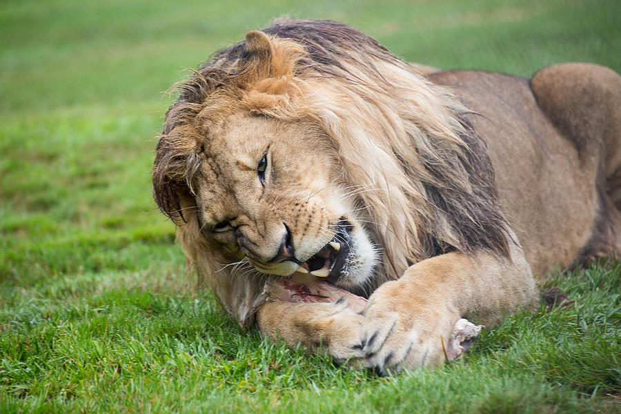Lion Photograph - Lunch time by Darren Langlois