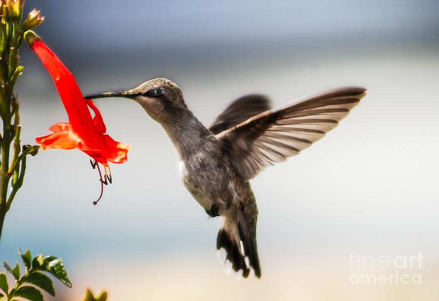 Hummingbird Photograph - Lunch Time by Robert Bales