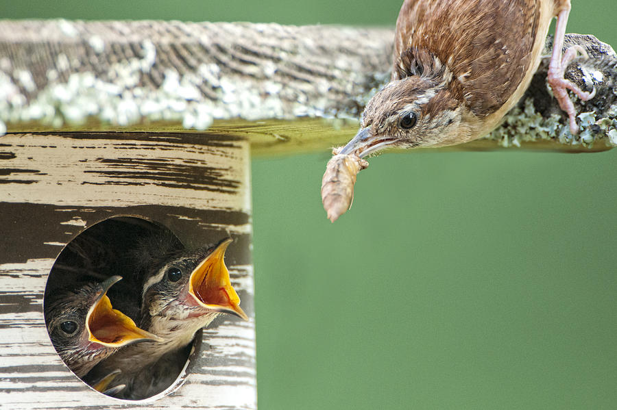 Carolina Wrens Photograph - Lunchtime at the Wren Household by Bonnie Barry