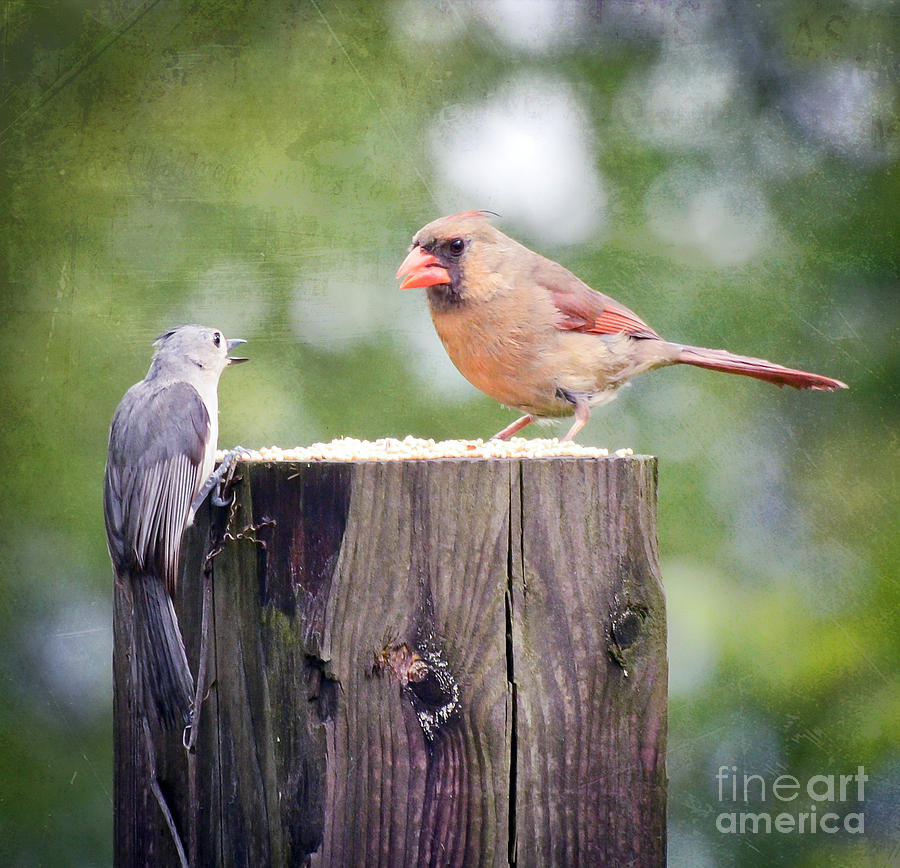 Lunchtime Conversations  Photograph by Kerri Farley