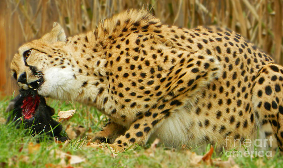 Lunchtime For Cheetah Photograph by Emmy Vickers