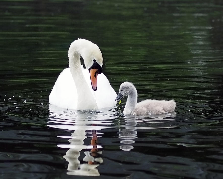 Swan Photograph - Lunchtime for Swan and Cygnet by Rona Black
