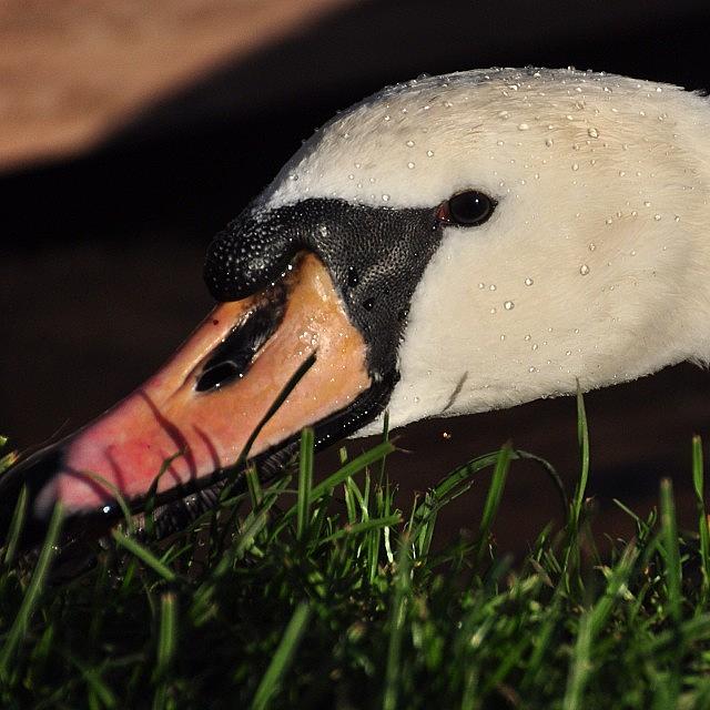 Swan Photograph - Lunchtime #swan (1) #nikon by David Lynch