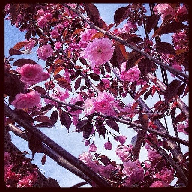 Spring Photograph - #lunchtimeviews #inbloom #spring by Krista Feierabend