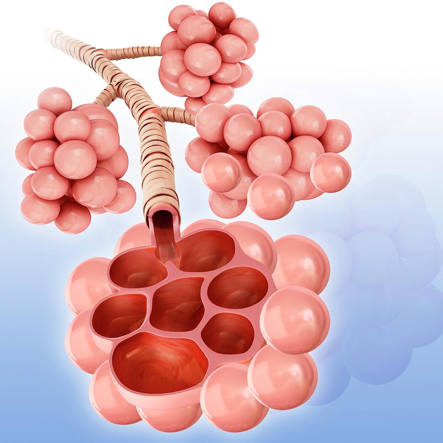 Lung Alveoli Photograph By Pixologicstudio Science Photo Library - Pixels