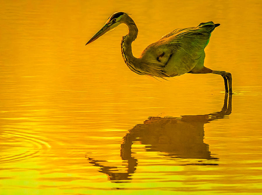 Lunging Heron Photograph by Brian Stevens