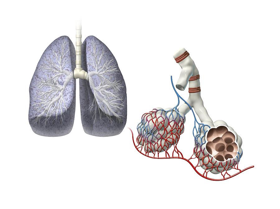 Lungs anatomy, artwork Photograph by Science Photo Library - Pixels