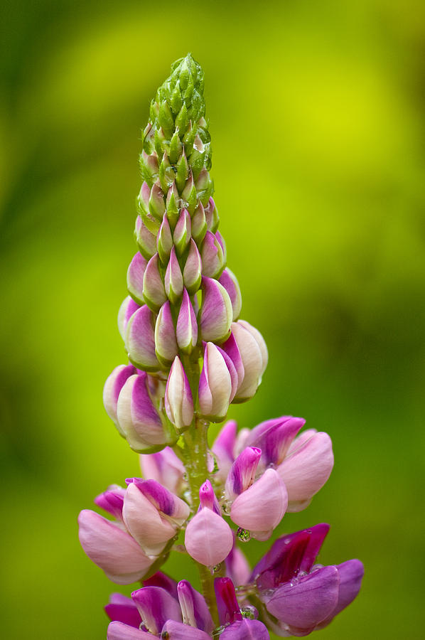 Lupin Flower Detail Photograph by Rob Huntley