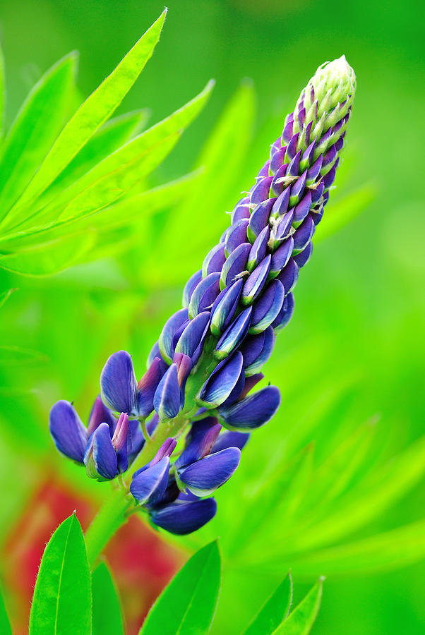Lupin flower Photograph by Martin Capek